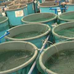 Giá trị kinh tế của hệ thống nuôi trồng thủy sản tuần hoàn - RAS